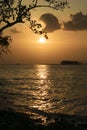 Sunset behind tree on seascape