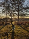 Sunset behind the tree with stream in New Forest UK Royalty Free Stock Photo