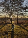 Sunset behind the tree with stream in New Forest UK