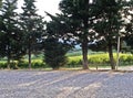 Tuscany vineyard trees