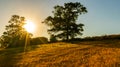Sunset Behind Trees and Field of Wheat Royalty Free Stock Photo