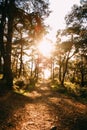 Sunset behind trees with sea view, Heybeliada, Istanbul Royalty Free Stock Photo