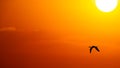 Sunset Bird Flying Inspiration Uplifting Spiritual Hope 16.9 Image Royalty Free Stock Photo