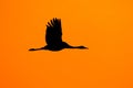 Sunset, bird orange silhouette. Common Crane, Grus grus, big bird in the nature habitat, Lake Hornborga, Sweden. Wildlife scene fr