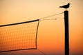 Sunset bird Royalty Free Stock Photo