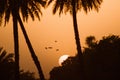 Sunset birds datepalm orange goldenhour Royalty Free Stock Photo