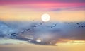 Sunset birds fly full moon on sky background,sun on blue  sky ,sunlight at sea, fluffy clouds on skyline ,nature pink yellow blue Royalty Free Stock Photo