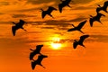 Sunset Birds Flying Silhouettes Royalty Free Stock Photo