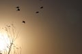 Sunset birds leave the nest