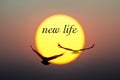 Sunset and Birds with new life text Royalty Free Stock Photo