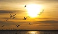 Sunset. Birds silhouettes and sun