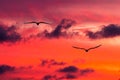 Sunset Birds Uplifting Inspirational Journey