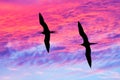 Sunset Birds Uplifting Inspirational Journey Royalty Free Stock Photo