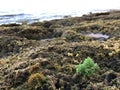 Sunset at Black Reef Covered with Seaweed in Winter in Kapaa on Kauai Island, Hawaii.