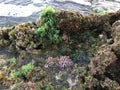 Sunset at Black Reef Covered with Seaweed in Winter in Kapaa on Kauai Island, Hawaii.