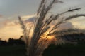 Sunset blady grass Royalty Free Stock Photo