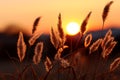 Sunset bloom grass flower silhouette graces the serene evening ambiance