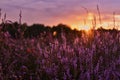 Sunset in the blooming heath. Westruper Heide. Westrup Heath, near Haltern am See in Germany