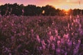 Sunset in the blooming heath. Westruper Heide. Westrup Heath, near Haltern am See in Germany