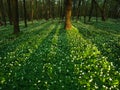 Sunset in the blossoming green forest in sunlight and shadows Royalty Free Stock Photo