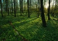 Sunset in the blossoming green forest in sunlight and shadows Royalty Free Stock Photo