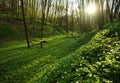 Sunset in the blossoming green forest in sunlight and shadows Royalty Free Stock Photo