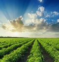 Sunset in blue sky with clouds over green agriculture field with Royalty Free Stock Photo