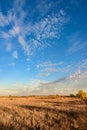 Sunset blue sky with delicate and fluffy clouds and a golden field Royalty Free Stock Photo