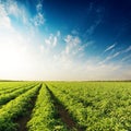 Sunset in blue sky over field with tomatoes Royalty Free Stock Photo