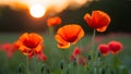 Sunset blurs create a soft backdrop for vibrant poppies