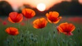 Sunset blurs create a soft backdrop for vibrant poppies