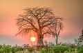 sunset and boab tree. Royalty Free Stock Photo