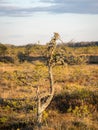 Sunset in the bog, bog pines resembling natural bonsai trees, typical bog landscape