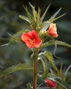 Ants Exploring Oenothera Versicolor Flower