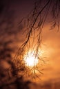 Sunset through a branch Royalty Free Stock Photo