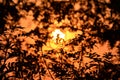 Sunset through branches and leaves Royalty Free Stock Photo