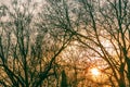 Sunset through the branches of trees. The sun. Winter time. Backlighting Royalty Free Stock Photo