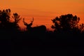 Wyoming Sunset Buck Rut Royalty Free Stock Photo