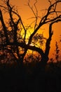 Sunset in the Bushveld #2 Royalty Free Stock Photo
