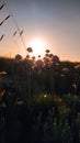 Sunset Cabo Espischel Portugal summer atlantic ocean flowers