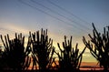 Sunset and cactus silhouettes