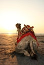Sunset Camel Royalty Free Stock Photo