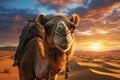 sunset camel, AI generated Royalty Free Stock Photo