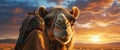 sunset camel, AI generated Royalty Free Stock Photo
