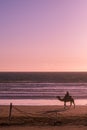 Unique Sunrise View and a camel in Sea Side Agadir, Morroco Royalty Free Stock Photo