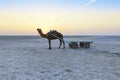 Sunset camel ride at great Rann of Kutch, Gujarat Royalty Free Stock Photo