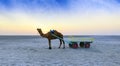 Sunset camel ride at great Rann of Kutch, Gujarat Royalty Free Stock Photo