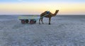 Sunset camel ride at great Rann of Kutch, Gujarat Royalty Free Stock Photo