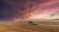 Sunset camel ride at great Rann of Kutch, Gujarat Royalty Free Stock Photo