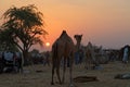 Sunset on camels market of Pushkar fair